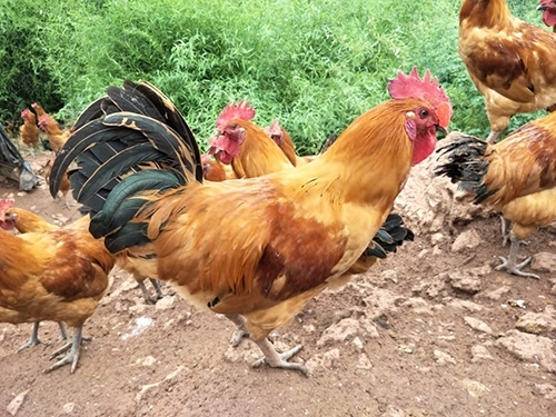新葡的京集团3512vip黑土鸡厂家来教大家怎么辨别土鸡！